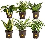 Costa Farms Live Indoor Plant Bundle in Plastic Pots, Easy to Maintain, Air Purifying Houseplants, Assorted Varieties, Room or Home Decor, House Warming Gift, 8-12 Inches Tall, Pack of 6