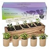 5 Herb Garden Kit with Wooden Box - Including Basil, Thyme, Parsley, Rosemary, Mint - Windowsill Herb Garden for Kitchen, Gardening Gifts for Mom Women, Men, Gift Ideas for Birthday, Housewarming