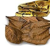 SunGrow Leaf Litter for Snakes, 10 Pcs Medium Indian Almond Catappa Leaves Substrate Maintain Humidity in Corn Snake and Ball Python Terrarium, 4-7 Inches, Reptile Tank Decor Accessories