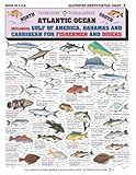 Saltwater Fish Identification Chart #5 - Waterproof Quick Reference Fishing Guide - 50+ Fish Species ID - (Florida, Atlantic, Gulf of Mexico, and Caribbean) - Great Gift for Beginners