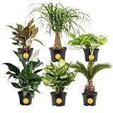 Costa Farms Live Indoor Plant Variety Pack in Plastic Pots, Easy to Maintain, Air Purifying Houseplants, Home, Room, or Office Decor, House Warming or Birthday Gift, 12-24 Inches Tall, Pack of 6