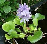 Floating Flowering Plant – Live Aquatic Plants for Ponds & Aquariums (1 Common Water Hyacinth (Eichhornia crassipes), 1, Count)