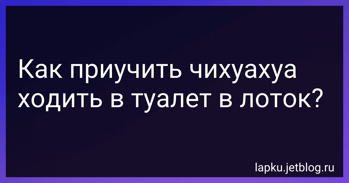 Как приучить чихуахуа ходить в туалет в лоток? preview