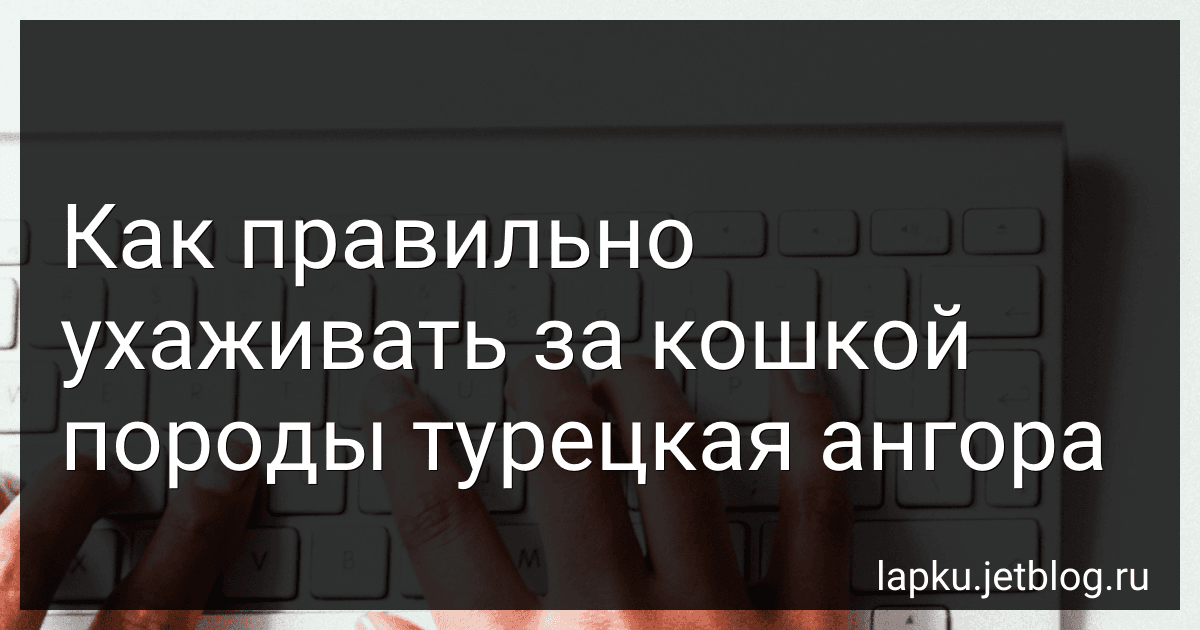 Как правильно ухаживать за кошкой породы турецкая ангора image
