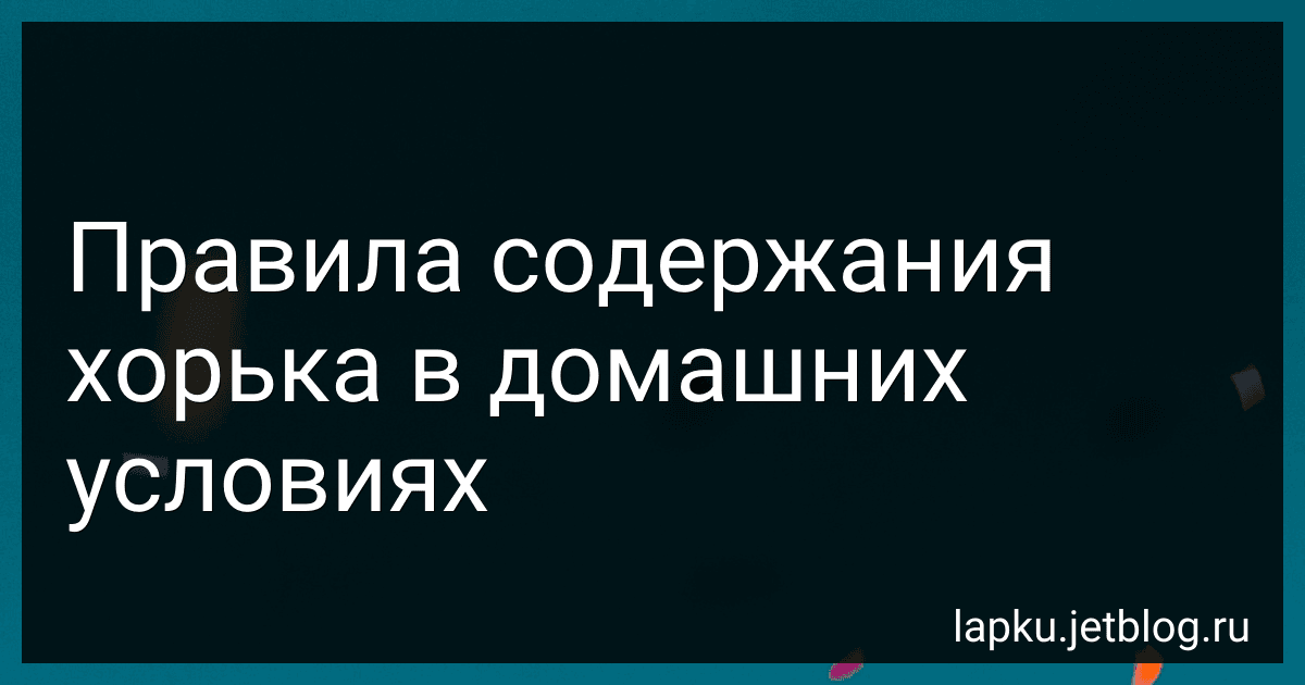 Правила содержания хорька в домашних условиях preview