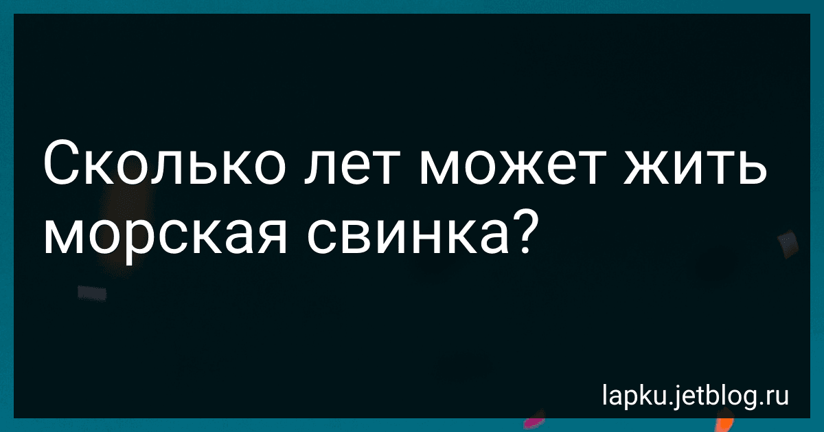 Сколько лет может жить морская свинка? image