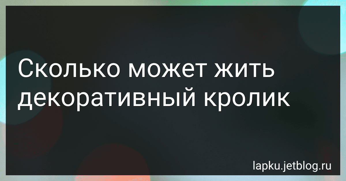 Сколько может жить декоративный кролик image