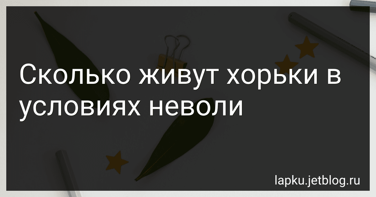 Сколько живут хорьки в условиях неволи image