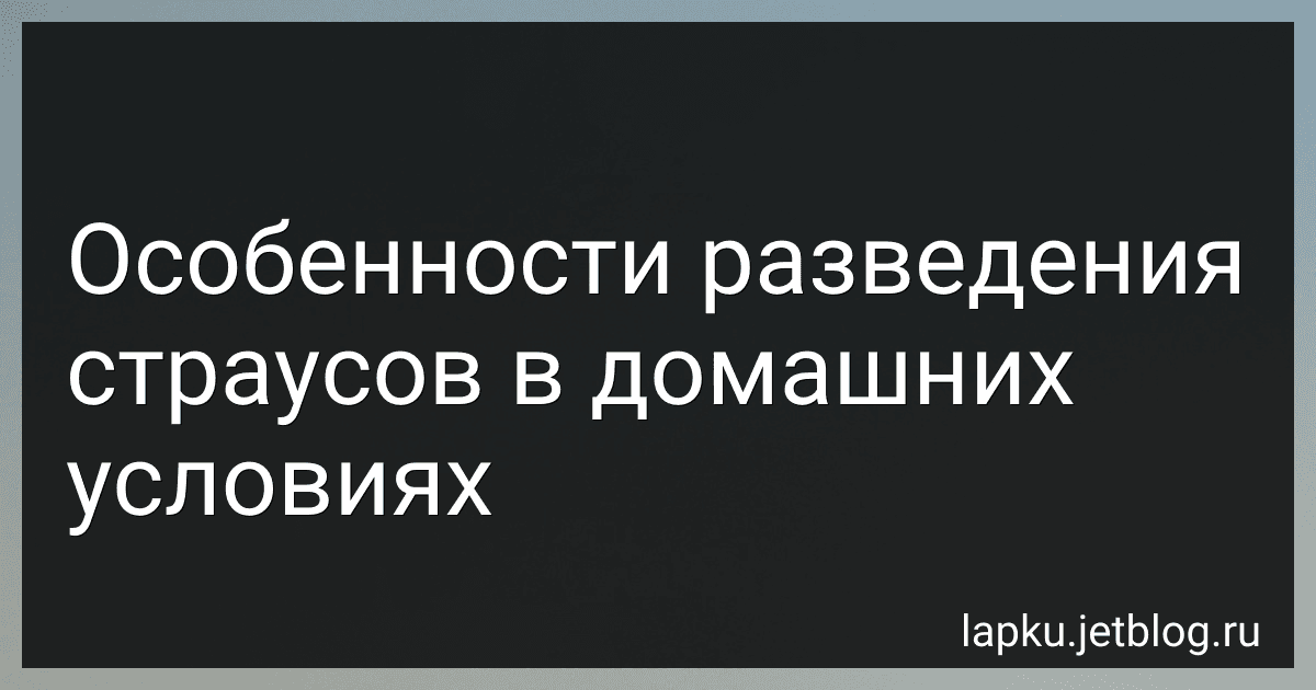 Особенности разведения страусов в домашних условиях image