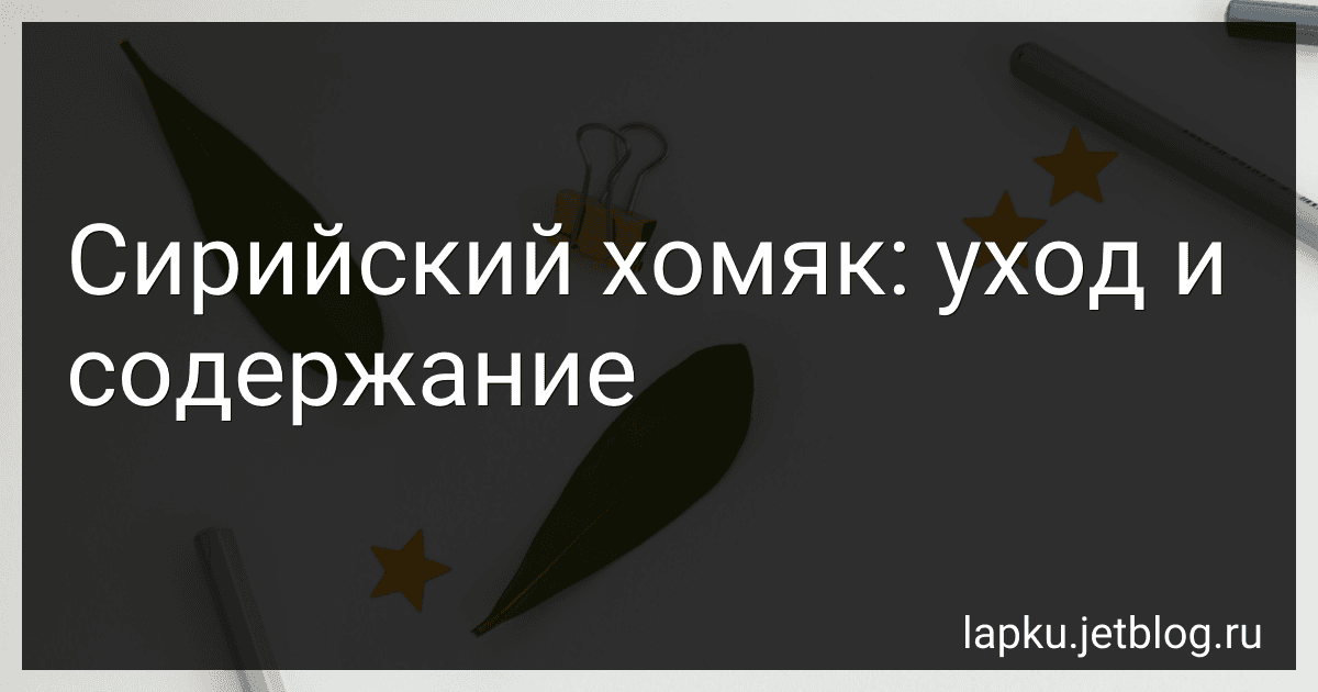 Сирийский хомяк: уход и содержание image