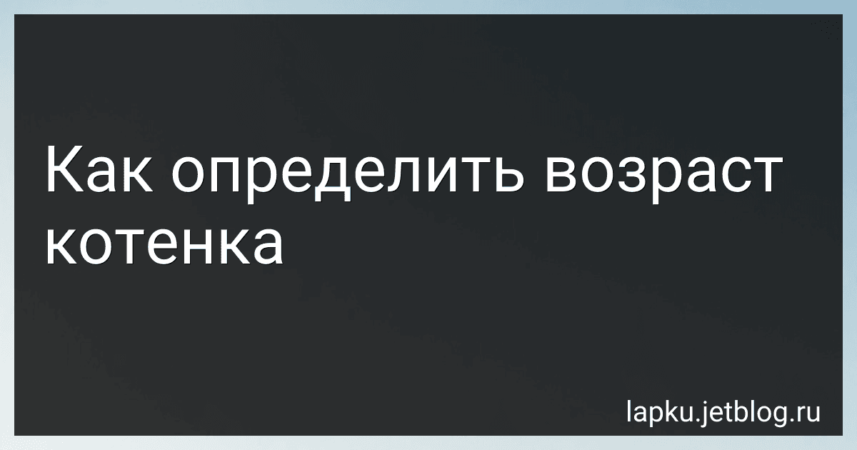 Как определить возраст котенка image