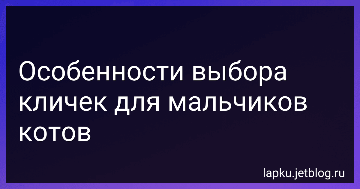 Особенности выбора кличек для мальчиков котов image
