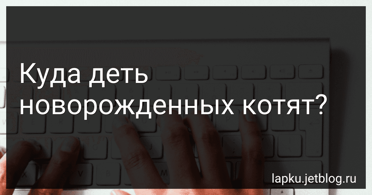 Куда деть новорожденных котят? image