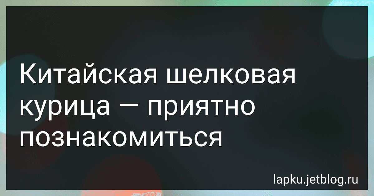 Китайская шелковая курица - приятно познакомиться image