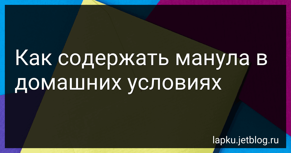 Как содержать манула в домашних условиях image