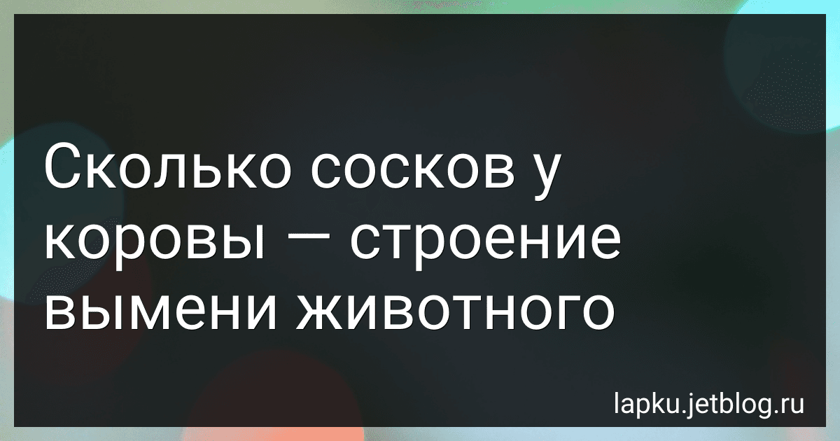 Сколько сосков у коровы - строение вымени животного image