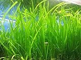 Marcus Fish Tanks 6 Jungle Val - Jungle Vallisneria Live Aquarium Freshwater Plants
