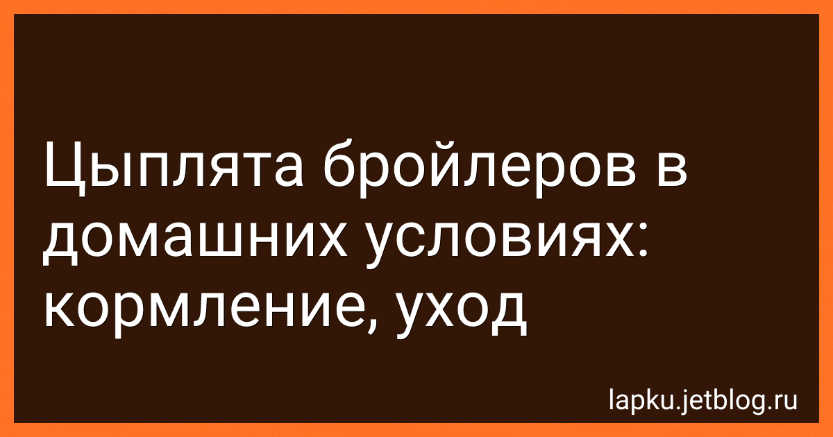 Цыплята бройлеров в домашних условиях: кормление, уход image