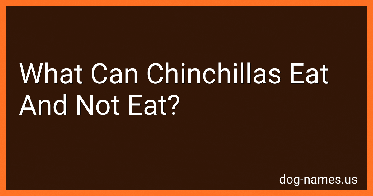 What Can Chinchillas Eat And Not Eat? image