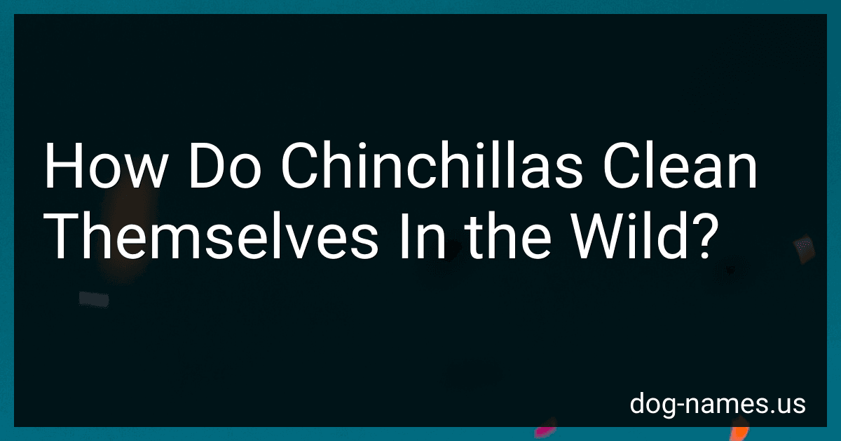 How Do Chinchillas Clean Themselves In the Wild? image