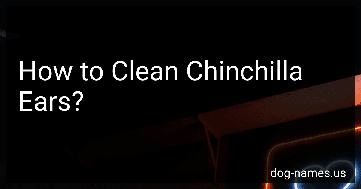 How to Clean Chinchilla Ears? image