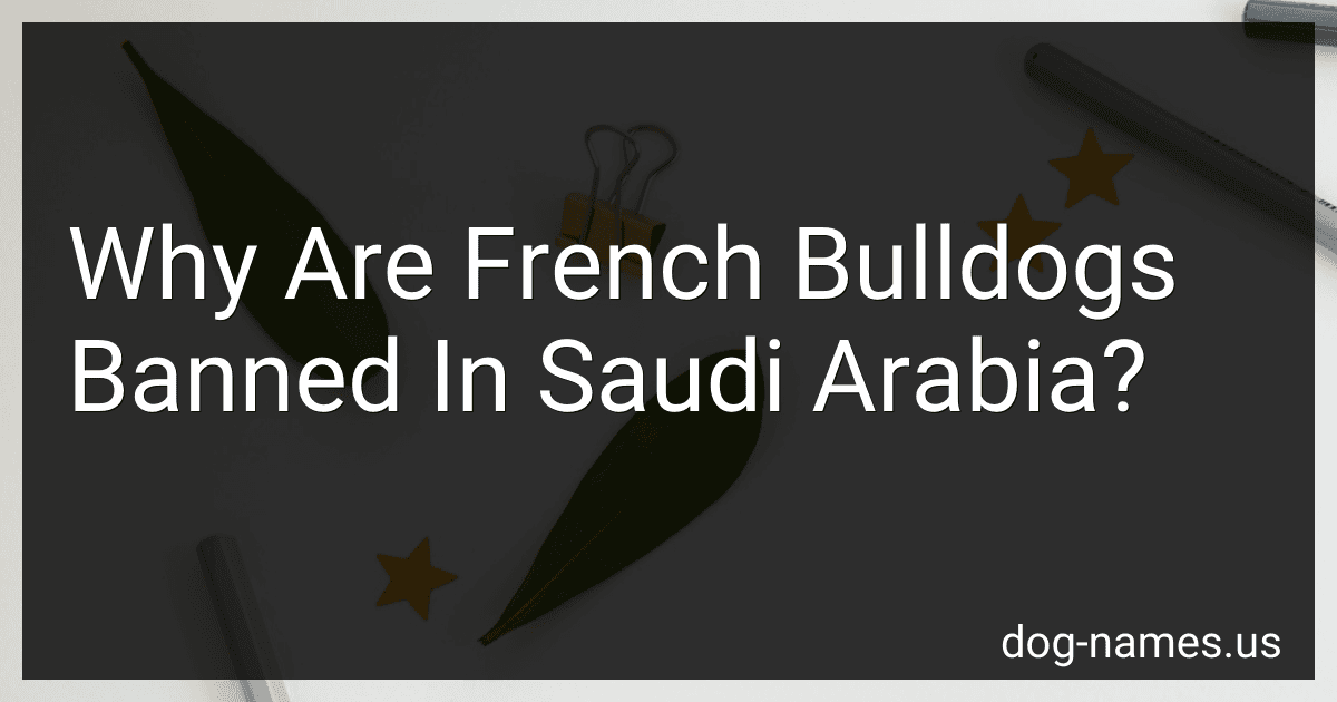 Why Are French Bulldogs Banned In Saudi Arabia? preview