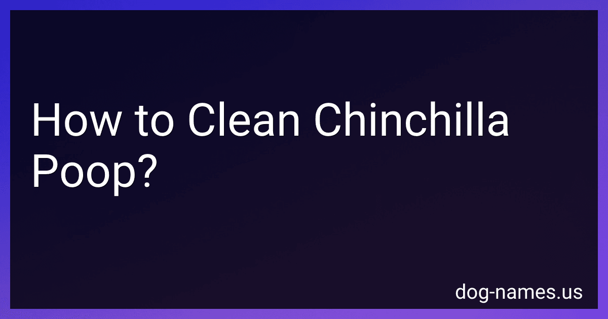 How to Clean Chinchilla Poop? preview