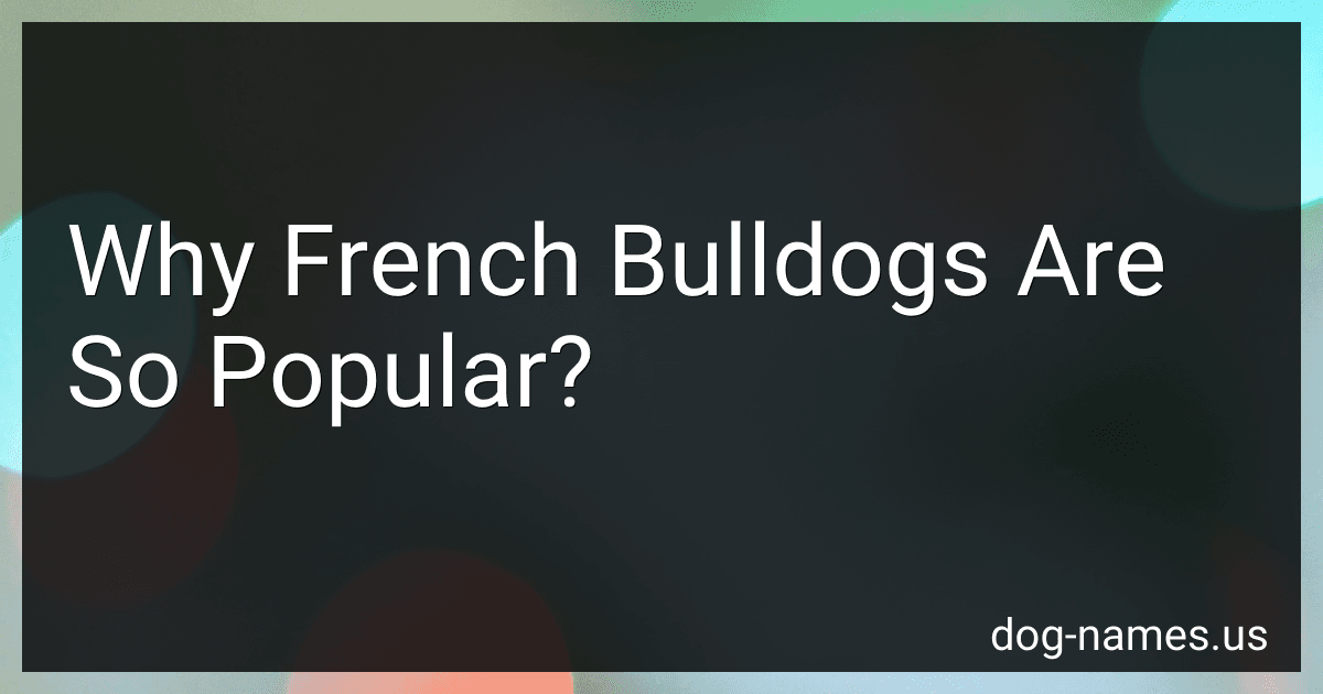 Why French Bulldogs Are So Popular? preview