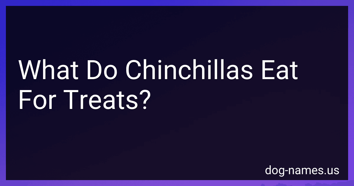 What Do Chinchillas Eat For Treats? preview