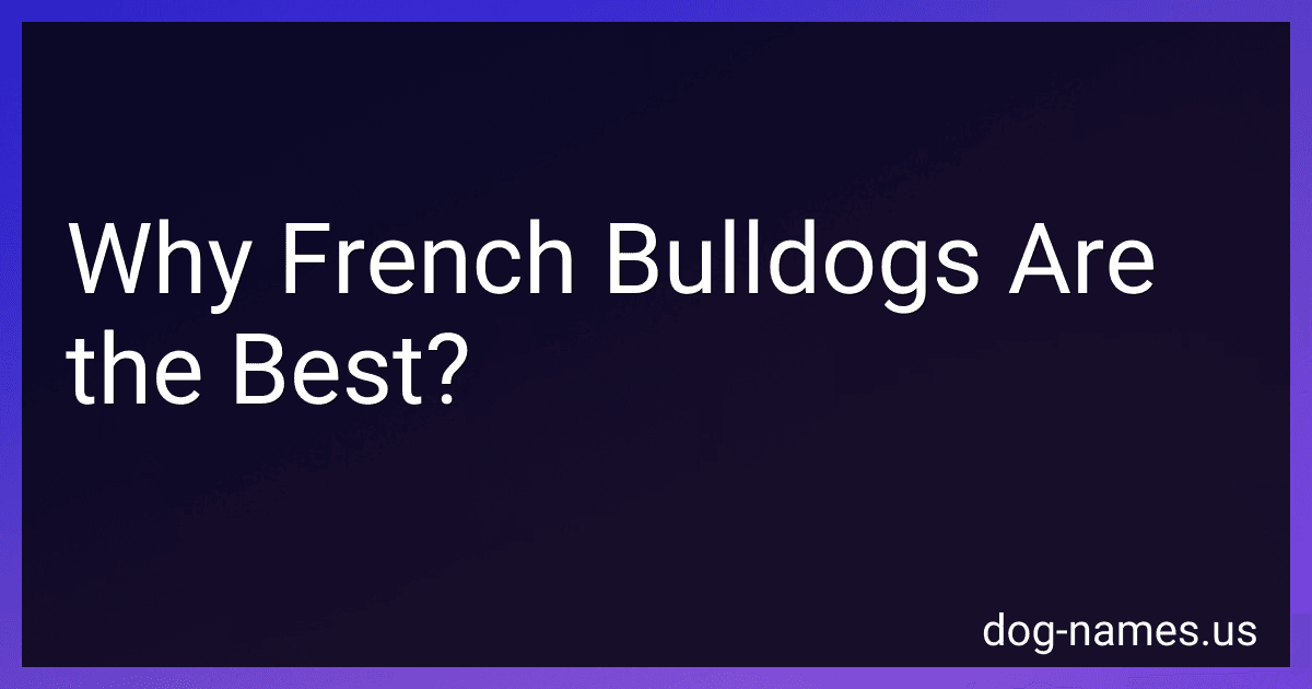 Why French Bulldogs Are the Best? image