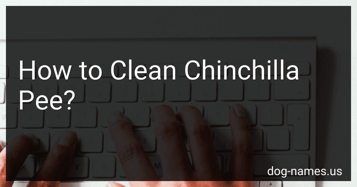 How to Clean Chinchilla Pee? preview