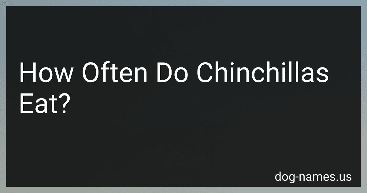 How Often Do Chinchillas Eat? image