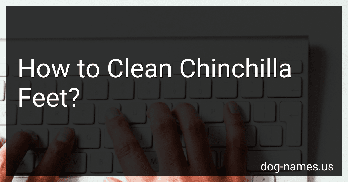 How to Clean Chinchilla Feet? image
