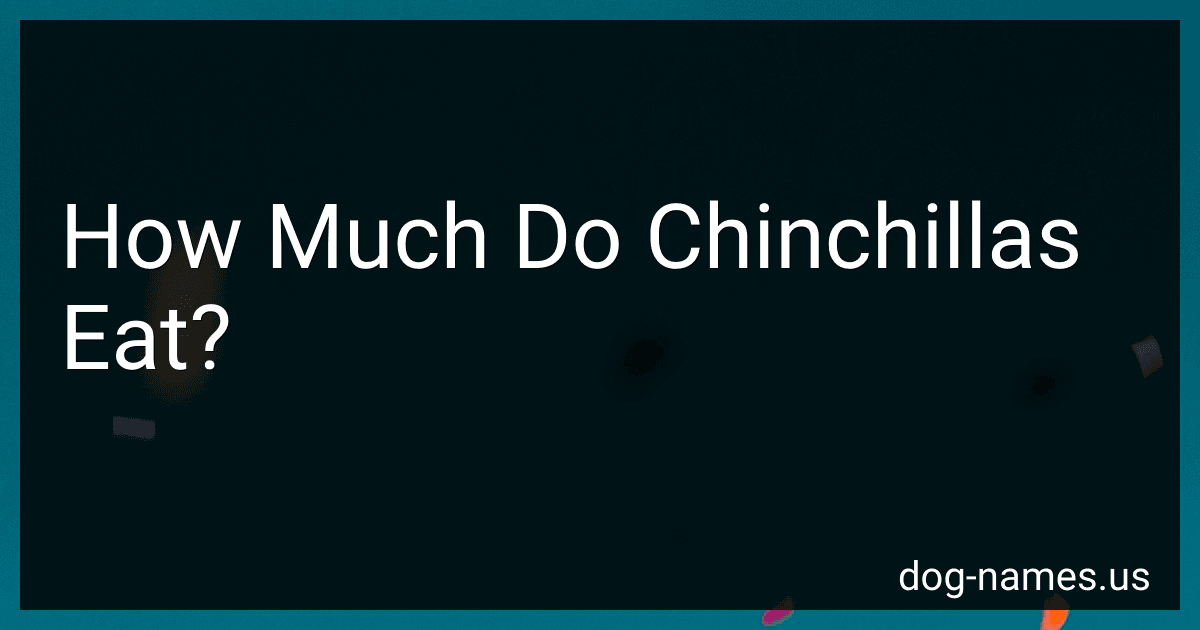 How Much Do Chinchillas Eat? preview
