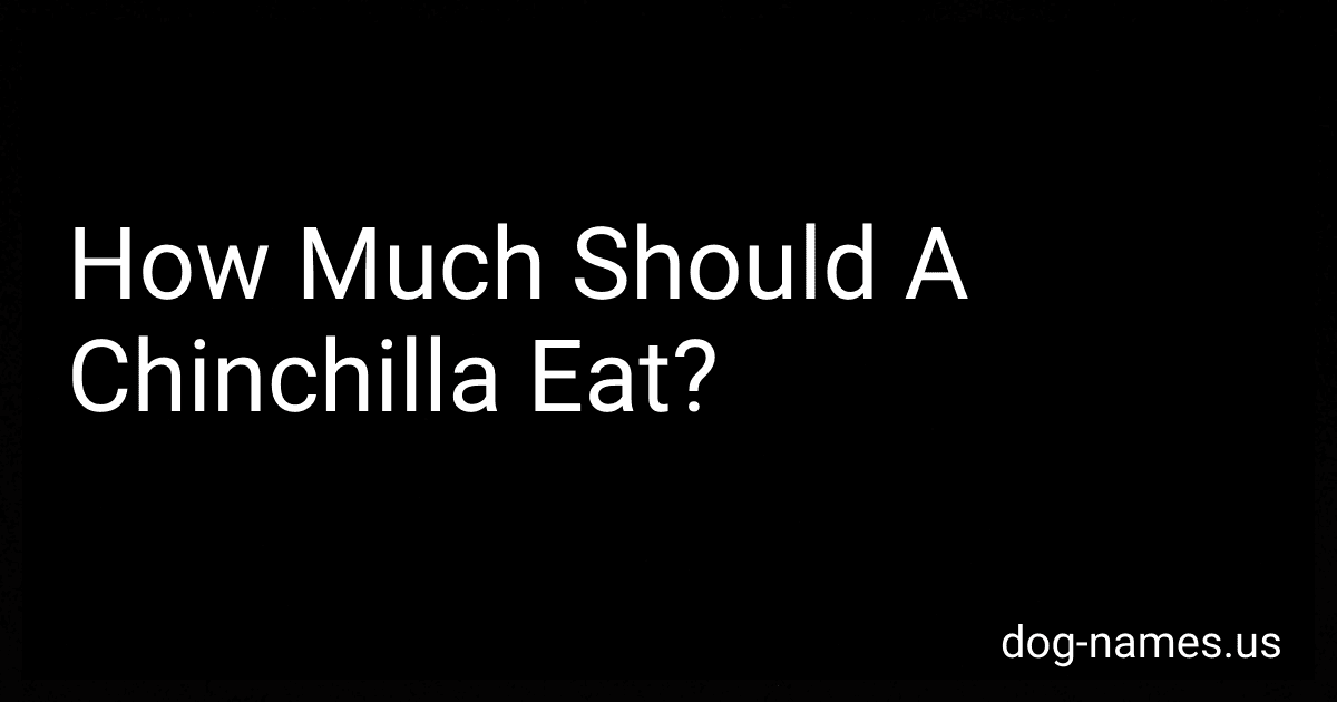 How Much Should A Chinchilla Eat? image