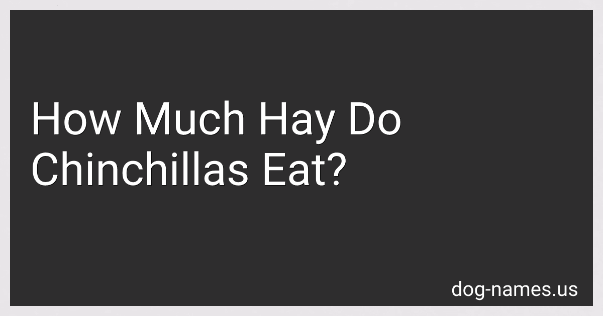 How Much Hay Do Chinchillas Eat? image