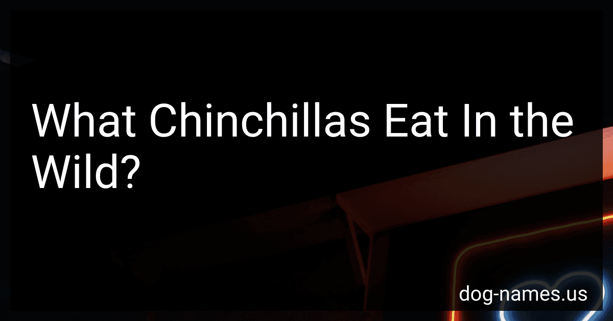 What Chinchillas Eat In the Wild? preview