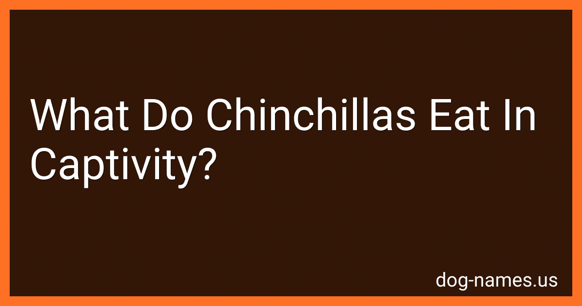 What Do Chinchillas Eat In Captivity? preview