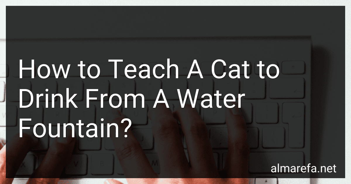 How to Teach A Cat to Drink From A Water Fountain? preview