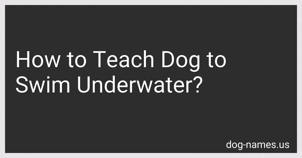 How to Teach Dog to Swim Underwater? preview