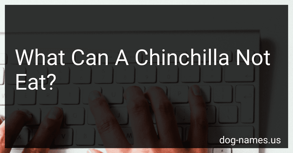What Can A Chinchilla Not Eat? preview