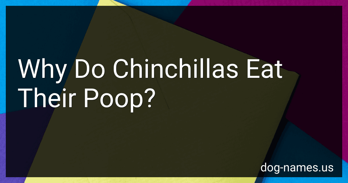 Why Do Chinchillas Eat Their Poop? preview