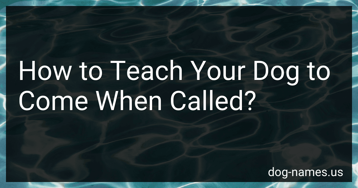 How to Teach Your Dog to Come When Called? preview