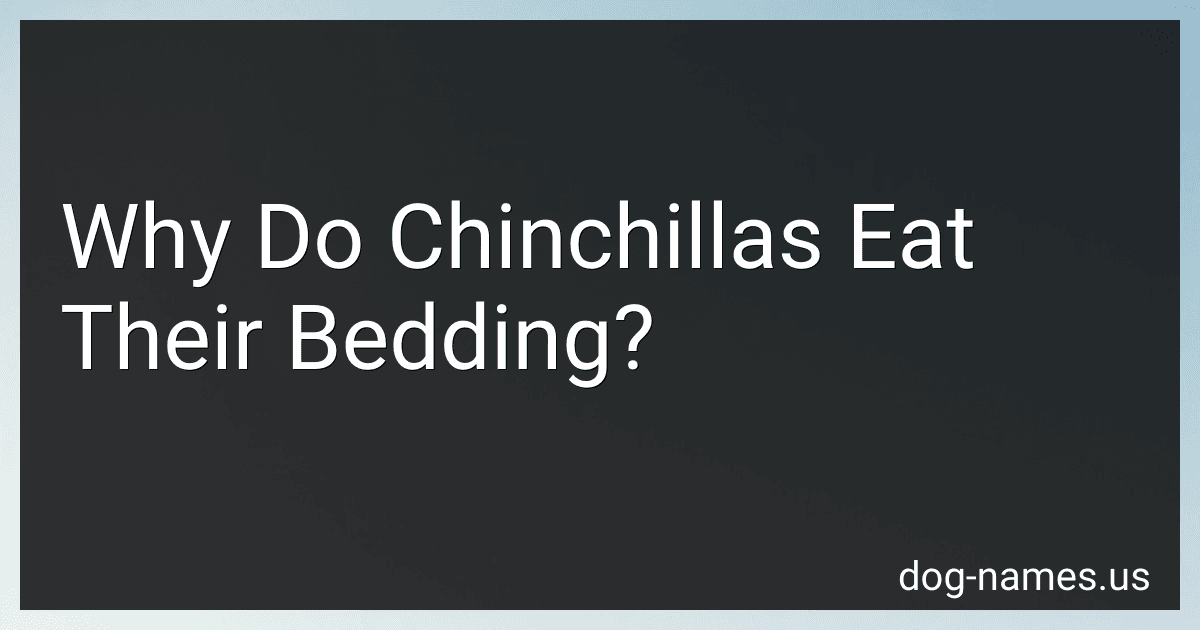 Why Do Chinchillas Eat Their Bedding? image