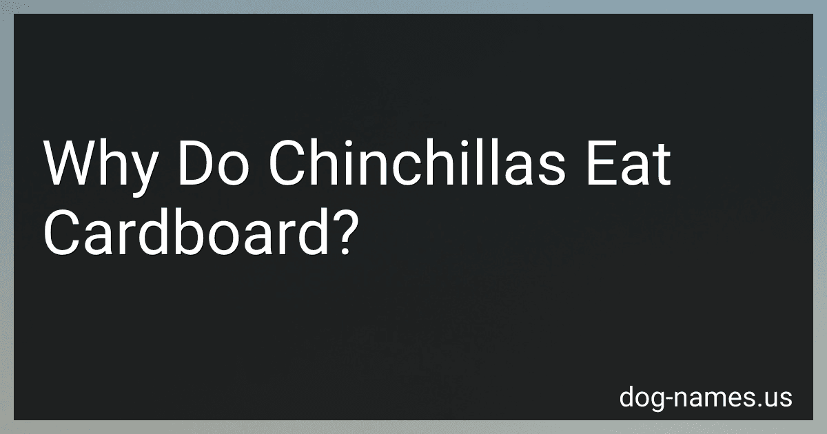Why Do Chinchillas Eat Cardboard? preview