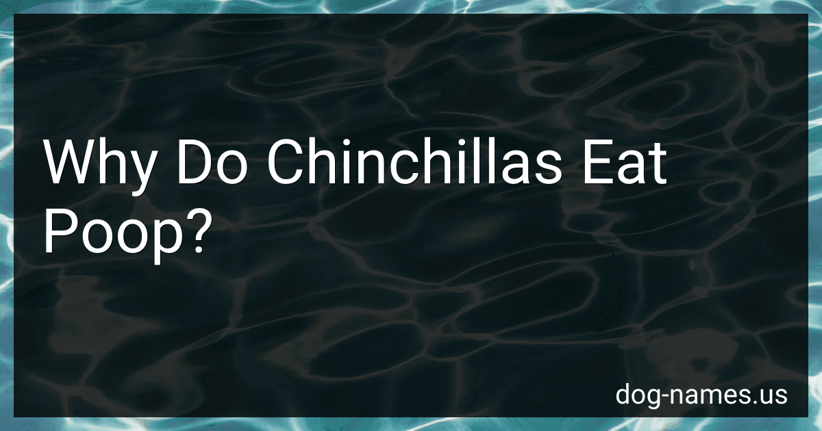 Why Do Chinchillas Eat Poop? image