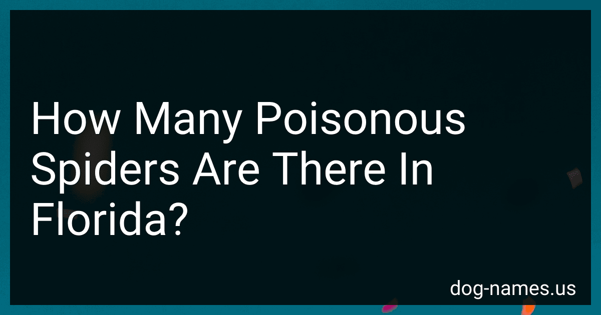 How Many Poisonous Spiders Are There In Florida? preview