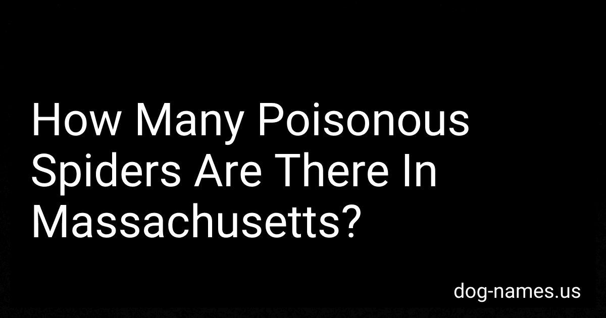 How Many Poisonous Spiders Are There In Massachusetts? preview