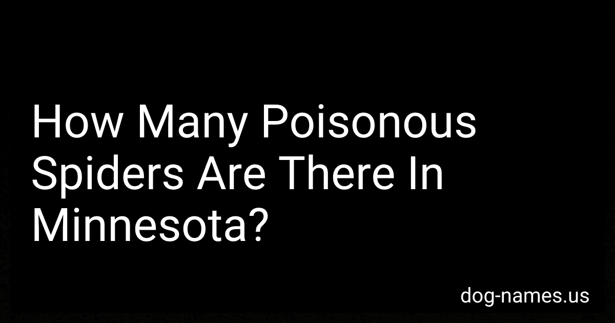 How Many Poisonous Spiders Are There In Minnesota? preview