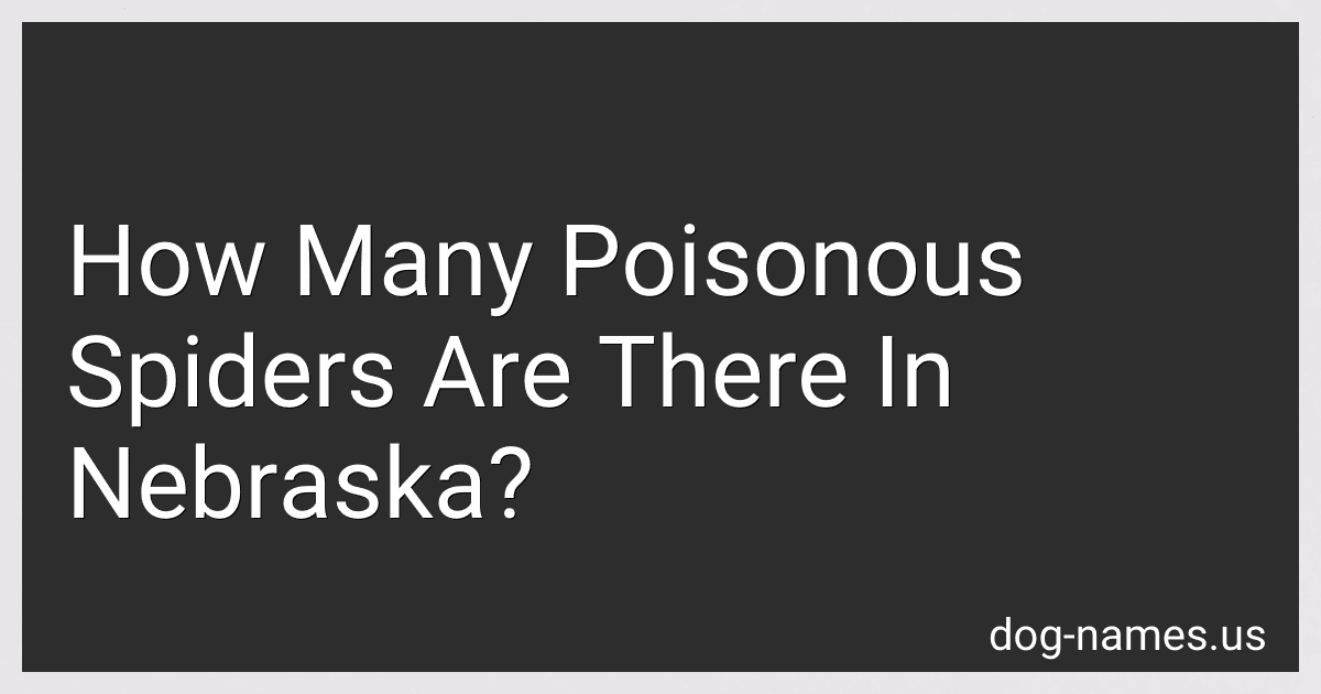 How Many Poisonous Spiders Are There In Nebraska? preview